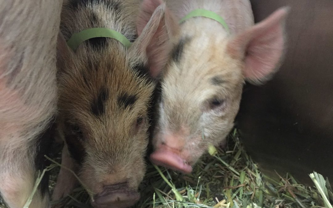 Pet of the Month – 4 Little Piggies