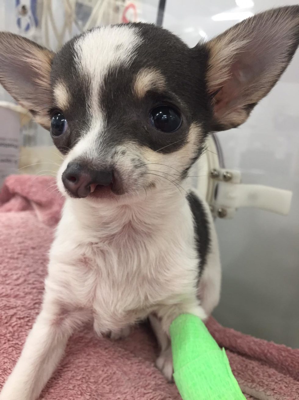 Pet of the month Angel and her guardian angels! Adelaide Plains