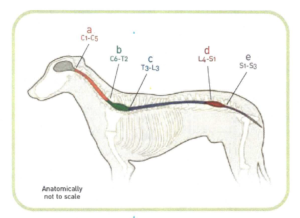 Ventral Slot Surgery Cost